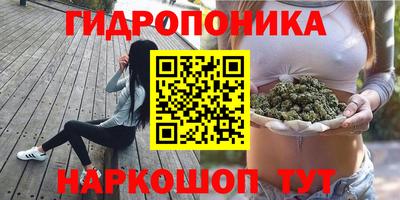 крисы Кингисепп