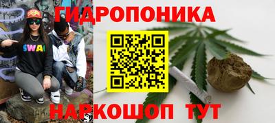 крисы Кингисепп
